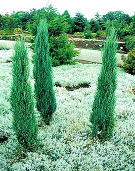        Juniperus scopulorum        Blue Arrow